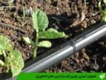 آبیاری نواری (تیپ) زمین های کشاورزی
