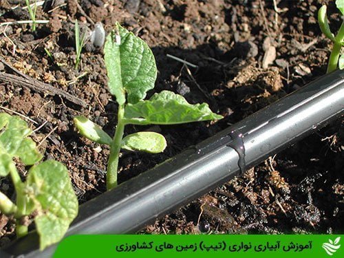 آبیاری نواری (تیپ) زمین های کشاورزی