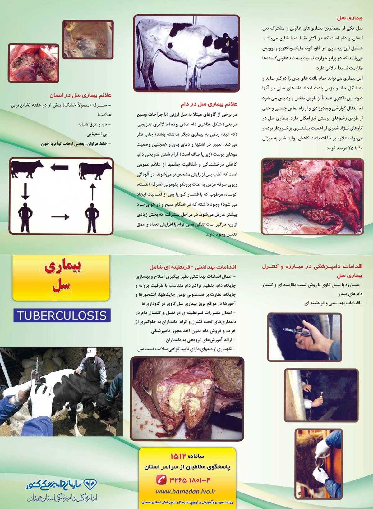 بیماری سل در دام