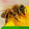 آموزش تغذیه زنبور عسل