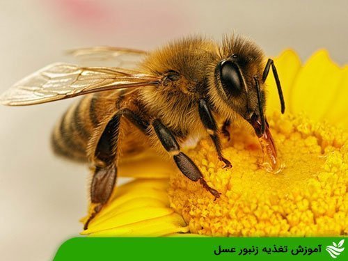 آموزش تغذیه زنبور عسل