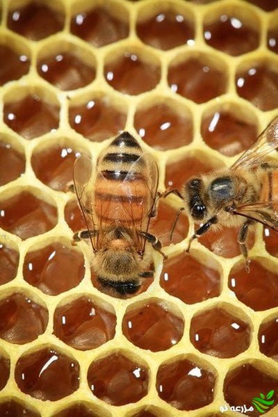 آموزش تغذیه زنبور عسل