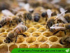 بره موم یا چسب زنبور عسل چیست؟ و نحوه تهیه آن
