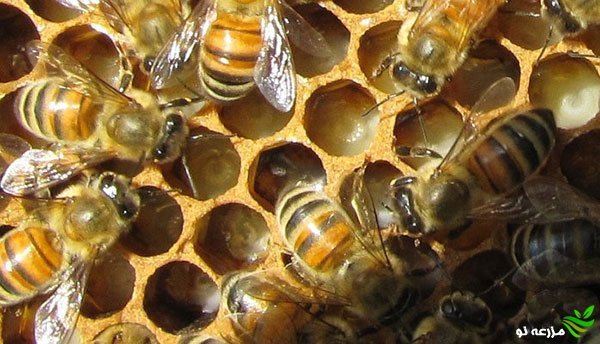 بره موم یا چسب زنبور عسل چیست؟ و نحوه تهیه آن