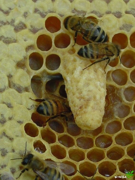 بره موم یا چسب زنبور عسل چیست؟ و نحوه تهیه آن