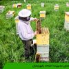 راهنمای مدیریت احداث زنبورستان