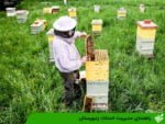 راهنمای مدیریت احداث زنبورستان