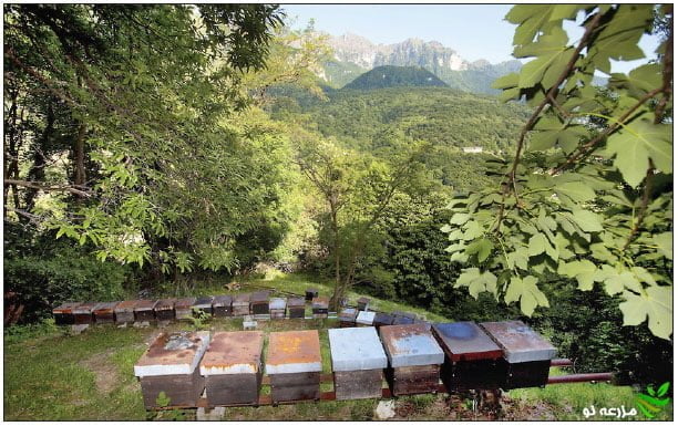 راهنمای مدیریت احداث زنبورستان