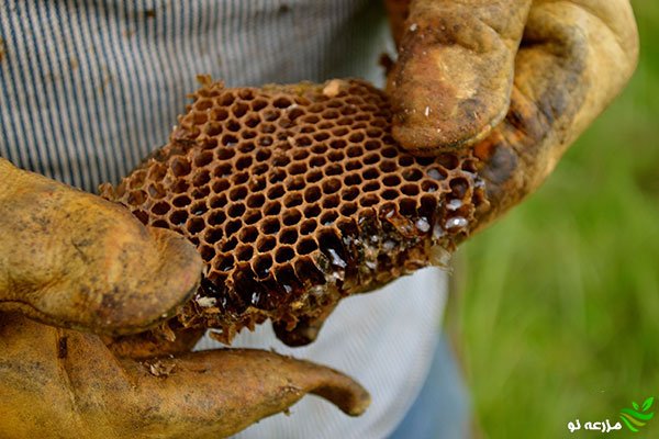 راهنمای مدیریت احداث زنبورستان