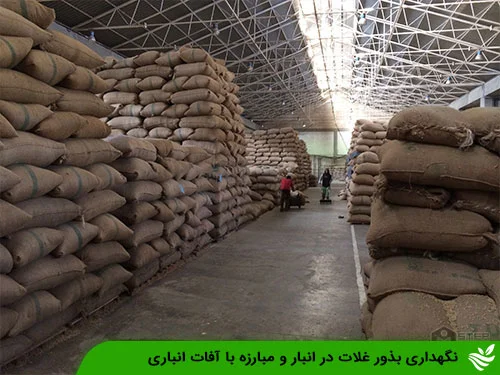 نگهداری بذور غلات در انبار و مبارزه با آفات انباری
