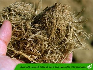 روش استفاده از باگاس غنی شده با اوره در تغذیه گاومیش های شیرده