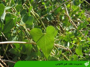 مدیریت علف هرز کاتوس