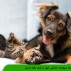 چگونه حیوانات خانگی خود را شاد نگاه داریم