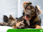 چگونه حیوانات خانگی خود را شاد نگاه داریم