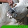 آشنایی با بیماری تب برفکی دام