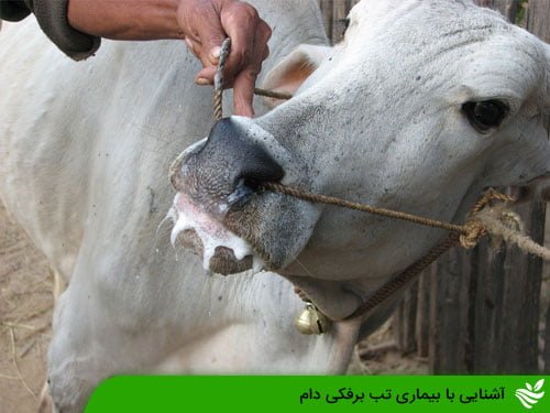 آشنایی با بیماری تب برفکی دام