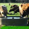 استرس گرمایی و مدیریت کنترل آن در گاو شیری