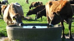 استرس گرمایی و مدیریت کنترل آن در گاو شیری
