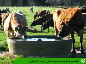 استرس گرمایی و مدیریت کنترل آن در گاو شیری