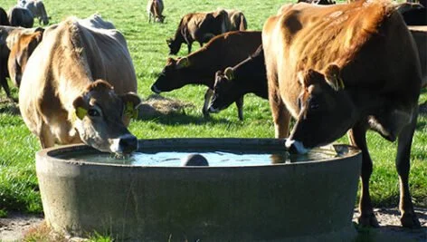 استرس گرمایی و مدیریت کنترل آن در گاو شیری