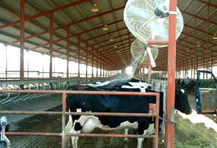 استرس گرمایی و مدیریت کنترل آن در گاو شیری