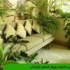 اصول و شرایط پرورش گیاهان آپارتمانی