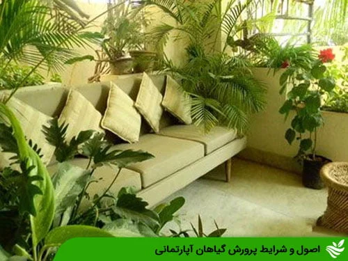 اصول و شرایط پرورش گیاهان آپارتمانی