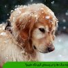 چگونه سگ ها را در زمستان گرم نگه داریم؟