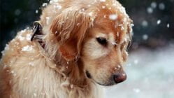 چگونه سگ ها را در زمستان گرم نگه داریم؟