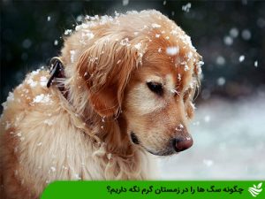 چگونه سگ ها را در زمستان گرم نگه داریم؟