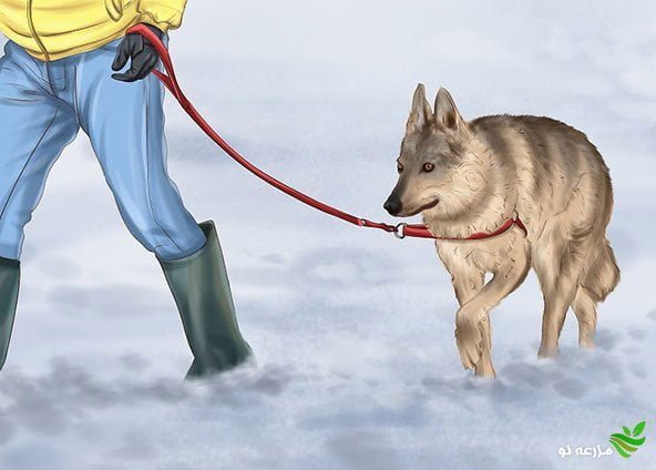 چگونه سگ ها را در زمستان گرم نگه داريم؟