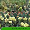 شناسایی اصول داشت و تکثیر کاکتوس ها
