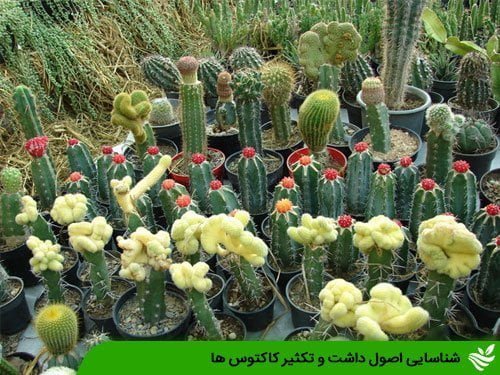 شناسایی اصول داشت و تکثیر کاکتوس ها