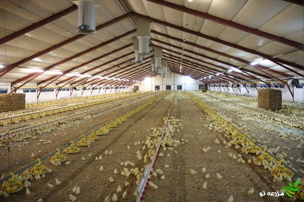 مناسب ترین الگوی مصرف برق در سالن های مرغ تخم گذار