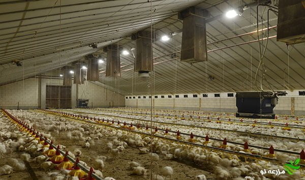 مناسب ترین الگوی مصرف برق در سالن های مرغ تخم گذار