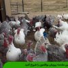 با این مقدمه پرورش بوقلمون را شروع کنید