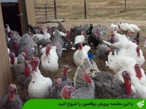 با این مقدمه پرورش بوقلمون را شروع کنید