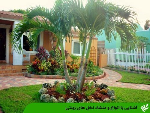 آشنایی با انواع و منشاء نخل های زینتی
