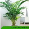 شناخت اصول داشت و تکثیر نخل های زینتی