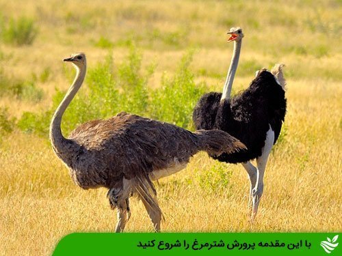 با این مقدمه پرورش شترمرغ را شروع کنید