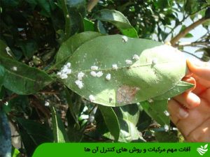 آفات مهم مرکبات و روش های کنترل آن ها