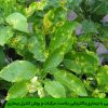 آشنایی با بیماری باکتریایی بلاست مرکبات و روش کنترل بیماری