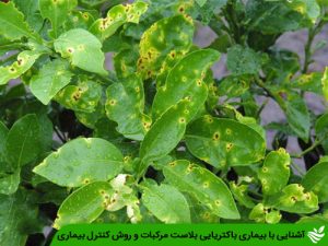 آشنایی با بیماری باکتریایی بلاست مرکبات و روش کنترل بیماری