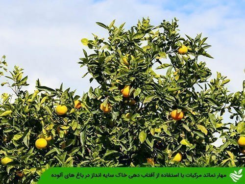 مهار نماتد مرکبات با استفاده از آفتاب دهی خاک سایه انداز در باغ های آلوده