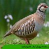 با این مقدمه پرورش کبک را شروع کنید