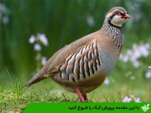 با این مقدمه پرورش کبک را شروع کنید
