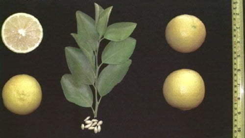لیمو شیرین (Sweet Lime)