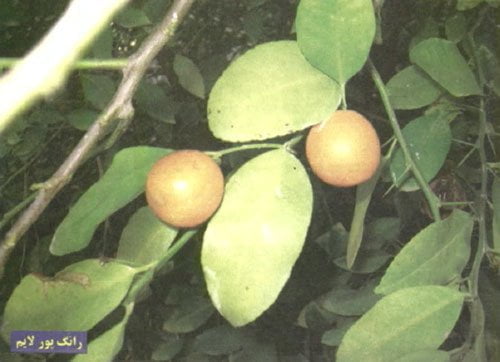 رانگ پور لایم (Rangpur Lime (Mandarin-Like Fruit
