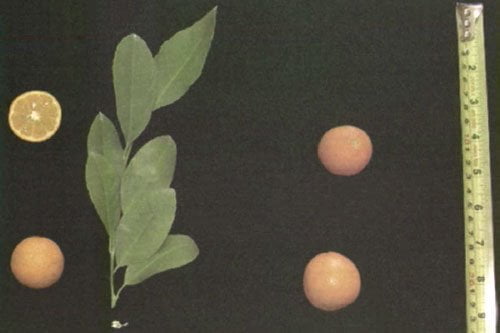 رانگ پور لایم (Rangpur Lime (Mandarin-Like Fruit