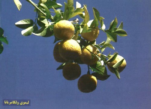لیموی ولکامریانا (Volkamer Lemon یا Chapot)
